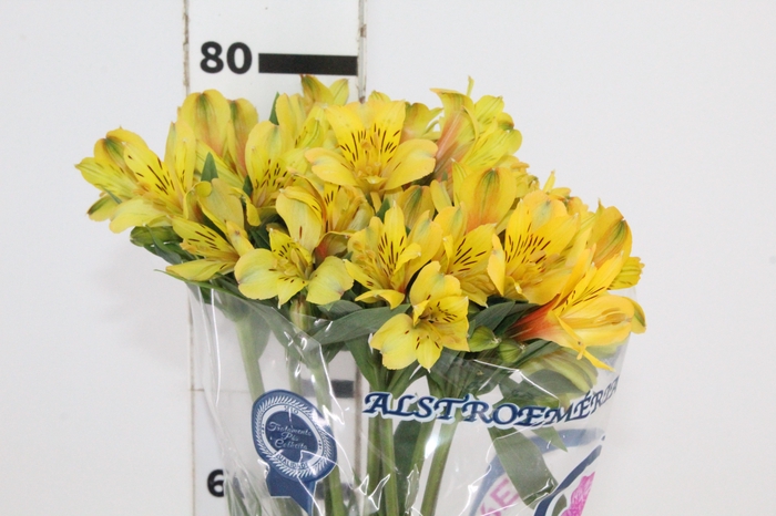 <h4>ALSTROEMERIA CARIBBEAN 080 CM</h4>