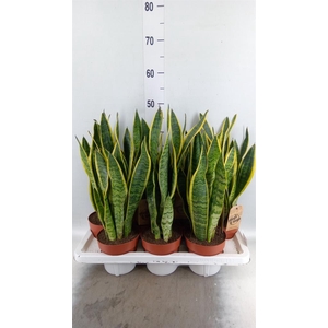 Sansevieria trifa. 'Laurentii'