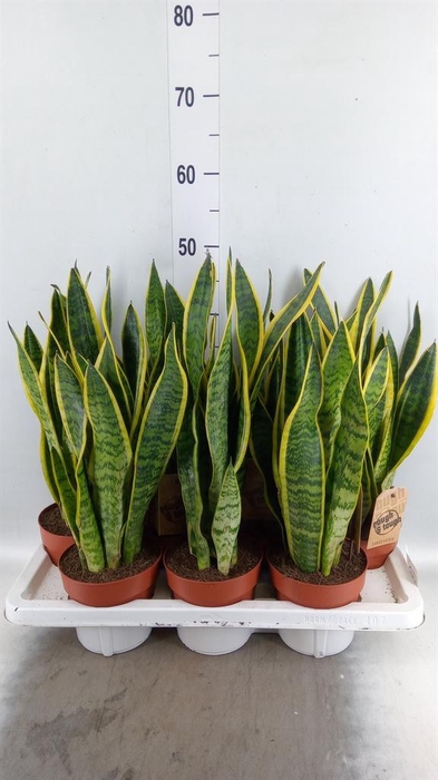 <h4>Sansevieria trifa. 'Laurentii'</h4>