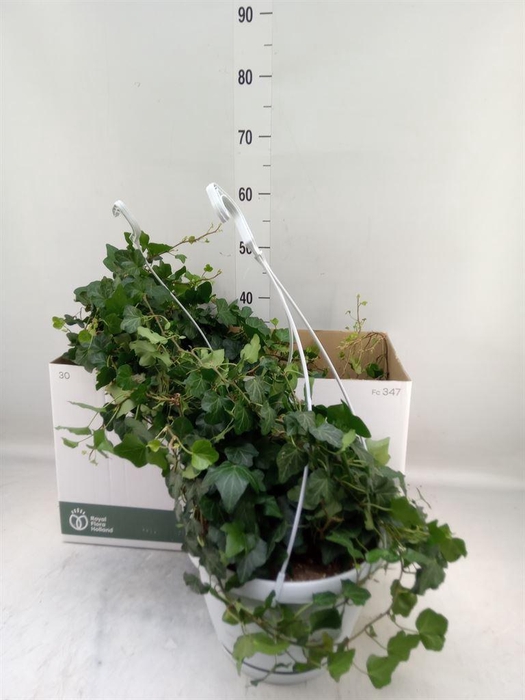 <h4>Hedera helix 'Wonder'</h4>