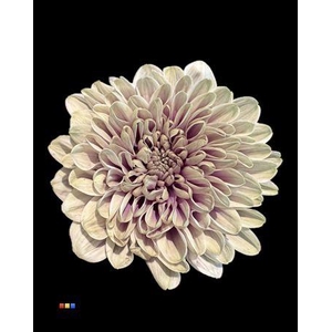 Chr T Altaj Purple Fresh