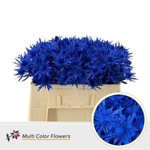 Eryngium Blauw Donker
