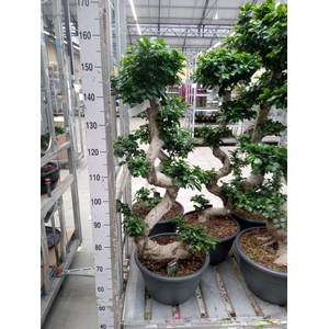 Ficus microcarpa 'Ginseng'