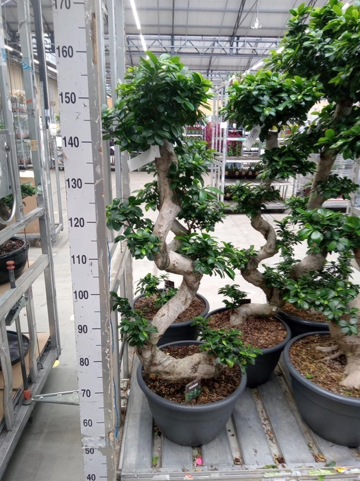<h4>Ficus microcarpa 'Ginseng'</h4>