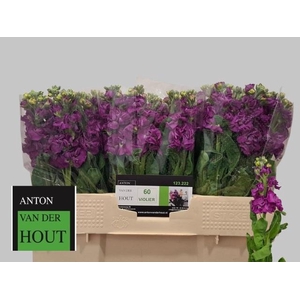 MATTH IMPALA PURPLE