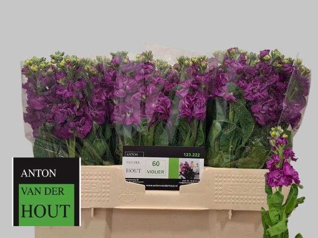 <h4>MATTH IMPALA PURPLE</h4>