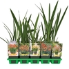 Crocosmia overig