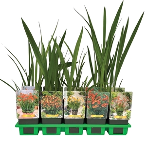 Crocosmia overig