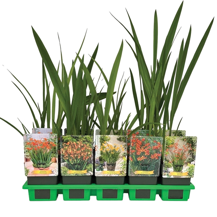 <h4>Crocosmia overig</h4>