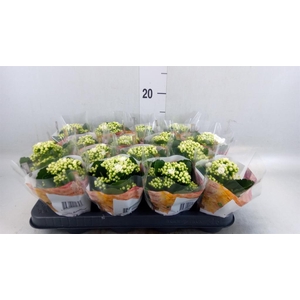 Kalanchoe blos. 'RosDon Dione'