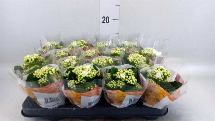 <h4>Kalanchoe blos. 'RosDon Dione'</h4>