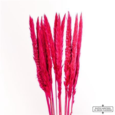 <h4>Dried Fluffy Pampas Dark Pink Bunch</h4>