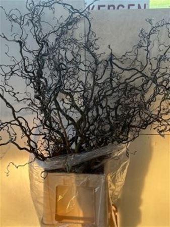 <h4>Corylus Av Contorta</h4>