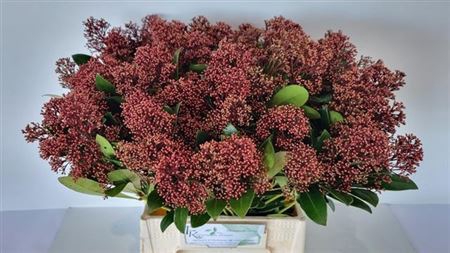 Skimmia Rubella