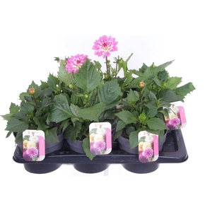 Dahlia Pompon Beach mix