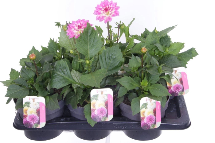 <h4>Dahlia Pompon Beach mix</h4>