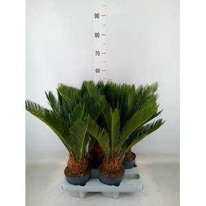 Cycas revoluta