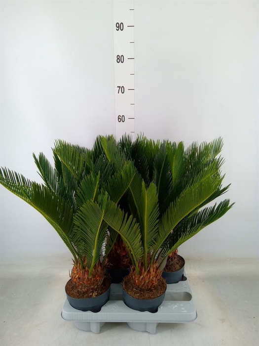 <h4>Cycas revoluta</h4>