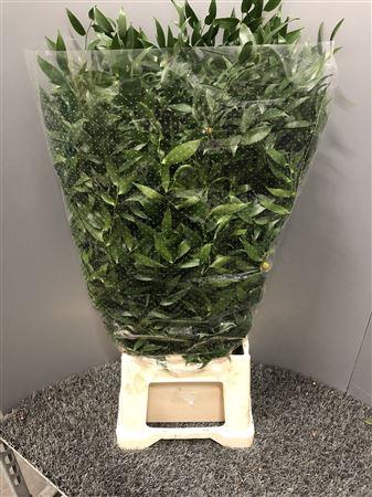 Danae Racemosa 70cm X10