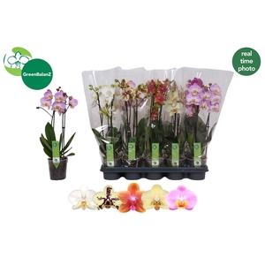 PHAL GEM