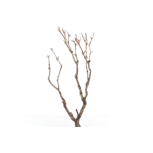 Syringa Branch Extra Guilmant