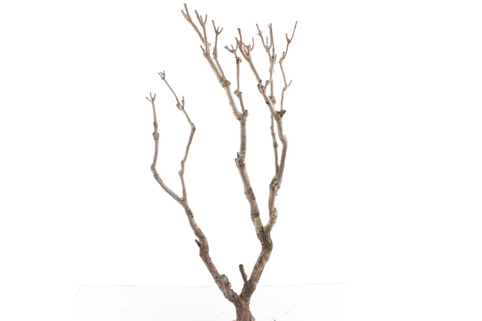 <h4>Syringa Branch Extra Guilmant</h4>