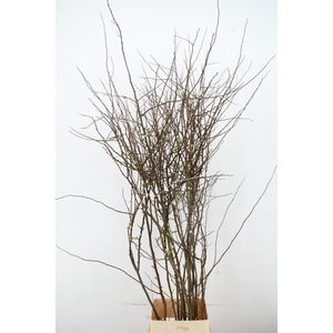 CHAENOMELES 'IVOOR' 160CM