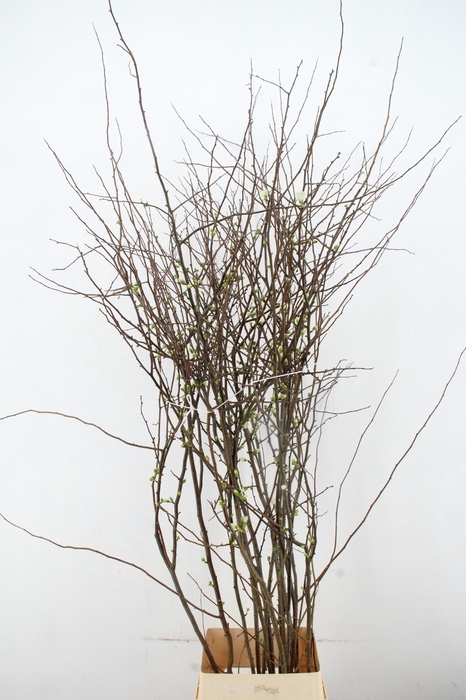 <h4>CHAENOMELES 'IVOOR' 160CM</h4>