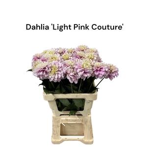 Dahlia 'Light Pink Couture' 996