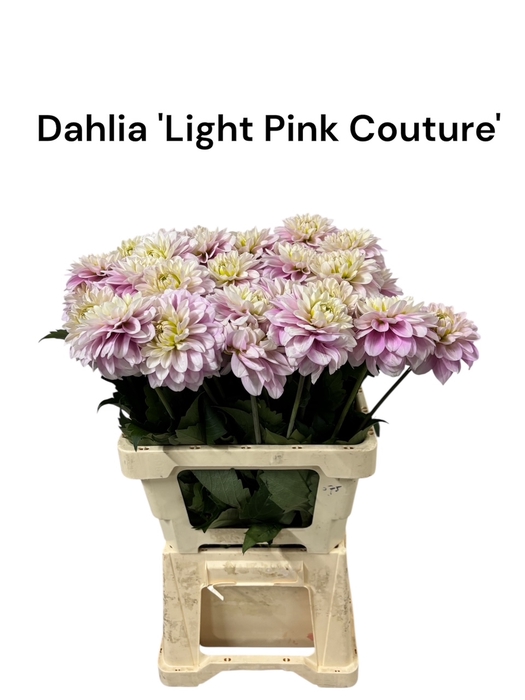 <h4>Dahlia 'Light Pink Couture' 996</h4>