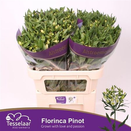 <h4>Alst Fl Pinot</h4>