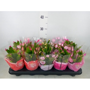 Schlumbergera   ...mix 3