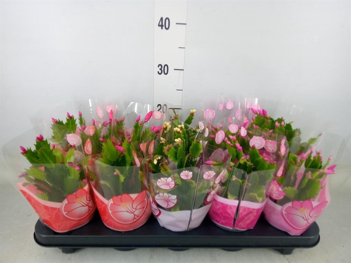 <h4>Schlumbergera   ...mix 3</h4>