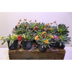 arr8 Lewi Co Happy Co Gem