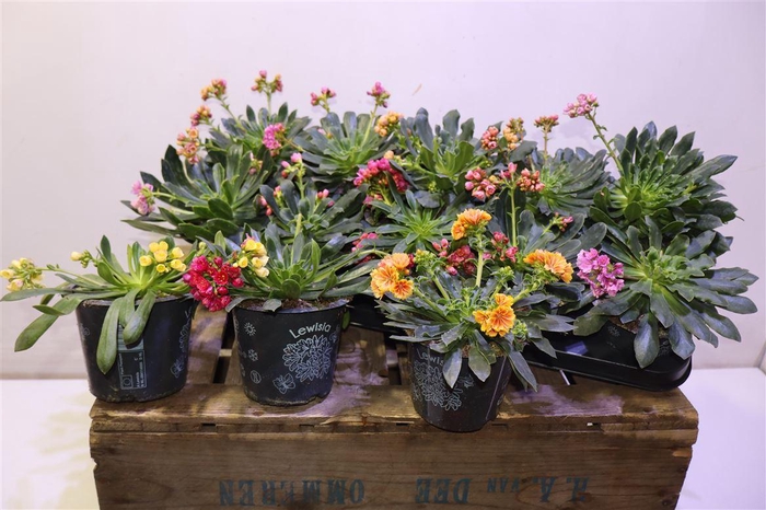 <h4>Lewi Co Happy Co Gem</h4>