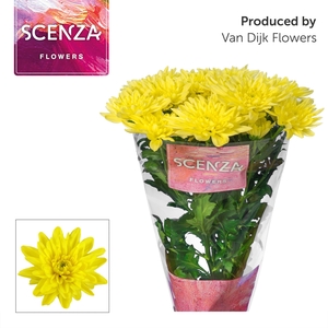 Chr T Baltica Yellow Scenza