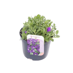 Aubrieta gracilis Kitte