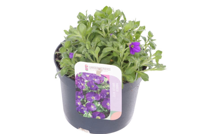 <h4>Aubrieta gracilis Kitte</h4>