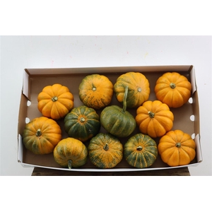 Sier Cuc P Orangita X12