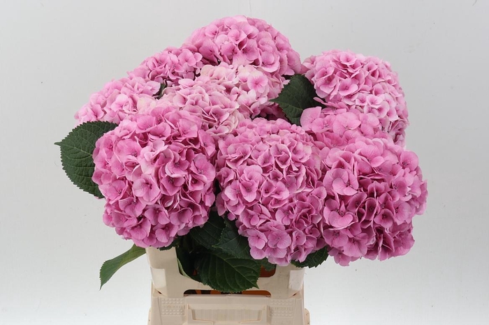 <h4>Hydr M My Vienna</h4>