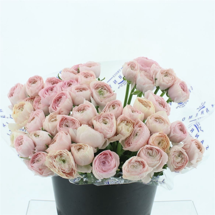 <h4>Ran Su Sr Favola</h4>