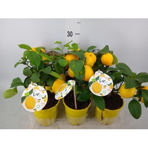 Citrus meyeri 'Meyer'