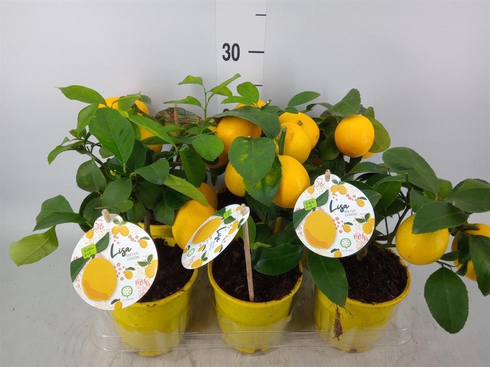 Citrus meyeri 'Meyer'