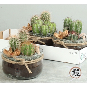 ARR CACTUS