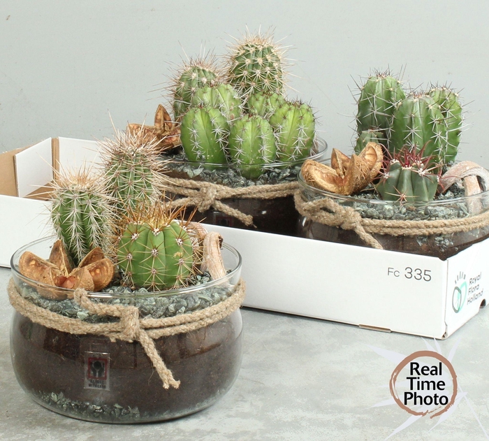 <h4>ARR CACTUS</h4>