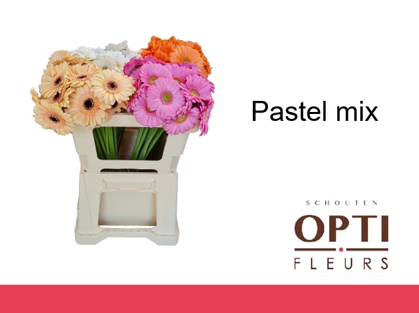 <h4>Germini Mix Pastel Doos</h4>