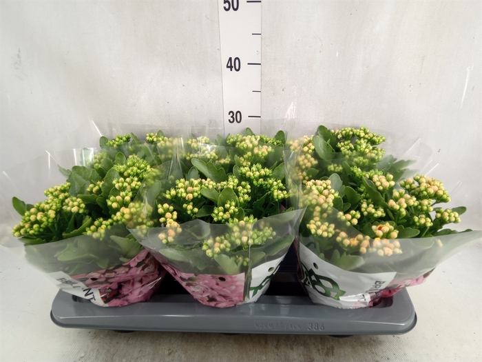 <h4>Kalanchoe  'MoreFlow Lausanne'</h4>