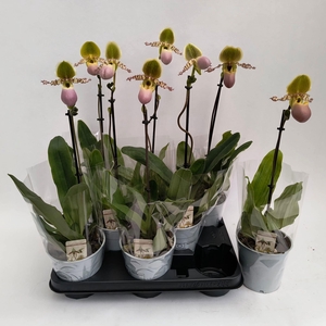PAPH MULTIFLOWER GEM