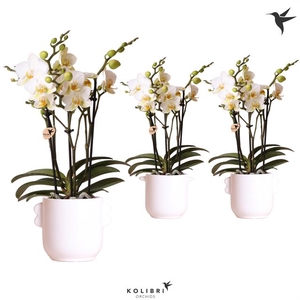 PHALAENOPSIS KOLIBRI LAUSANNE 3 SPIKE CERAMICS