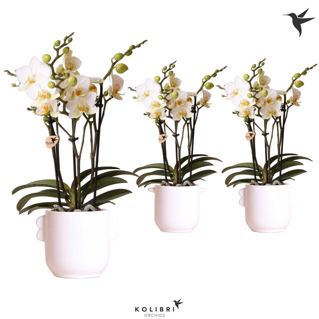 PHALAENOPSIS KOLIBRI LAUSANNE 3 SPIKE CERAMICS